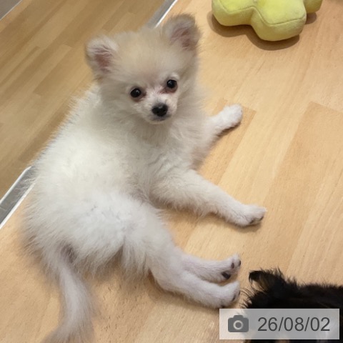 福井県のポメラニアン (ペットプラス 福井店/2026年5月1日生まれ/男の子/クリーム)の子犬の3枚目の画像