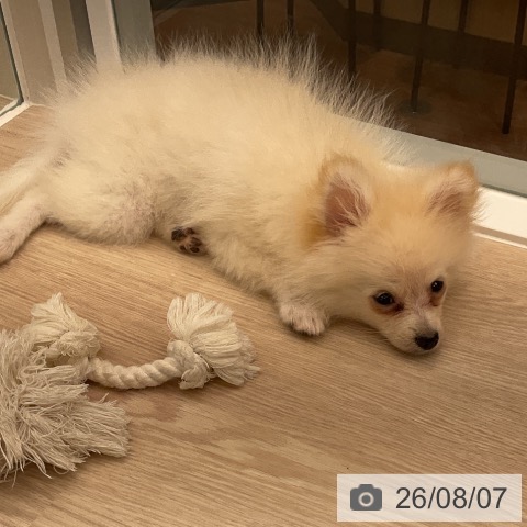 福井県のポメラニアン (ペットプラス 福井店/2026年5月1日生まれ/男の子/クリーム)の子犬の4枚目の画像