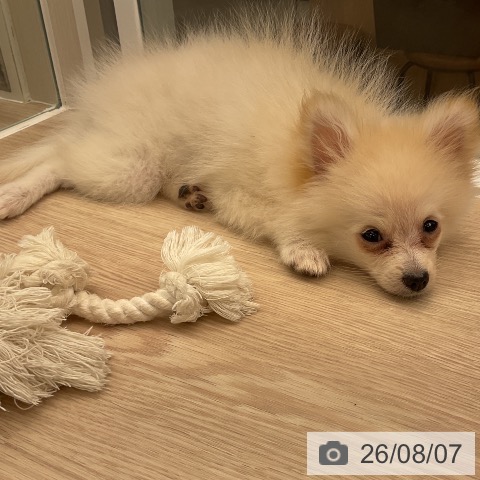 福井県のポメラニアン (ペットプラス 福井店/2026年5月1日生まれ/男の子/クリーム)の子犬の3枚目の画像