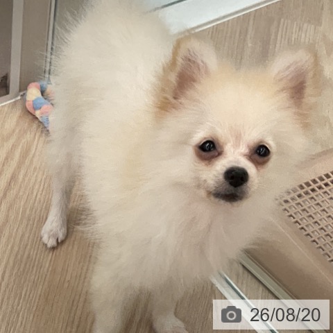福井県のポメラニアン (ペットプラス 福井店/2026年5月1日生まれ/男の子/クリーム)の子犬の3枚目の画像