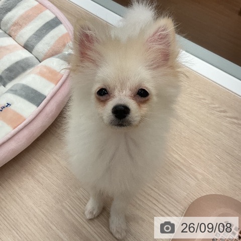富山県のポメラニアン (ペットプラス となみ店/2026年5月1日生まれ/男の子/クリーム)の子犬の3枚目の画像