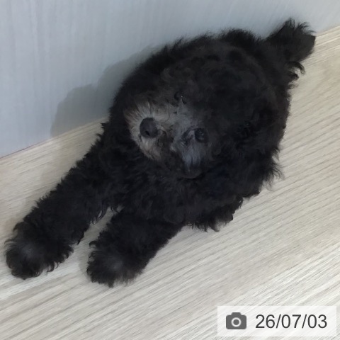 富山県のトイプードル(トイ) (ペットプラス 高岡店/2026年5月2日生まれ/男の子/シルバー)の子犬の4枚目の画像