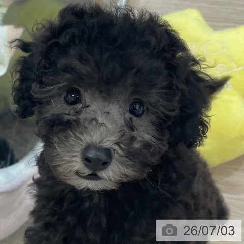 富山県のトイプードル(トイ) (ペットプラス 高岡店/2026年5月2日生まれ/男の子/シルバー)の子犬の3枚目の画像