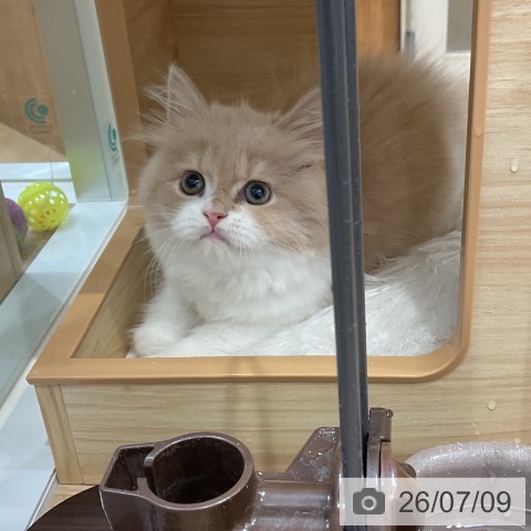 ブリティッシュロングヘアの写真