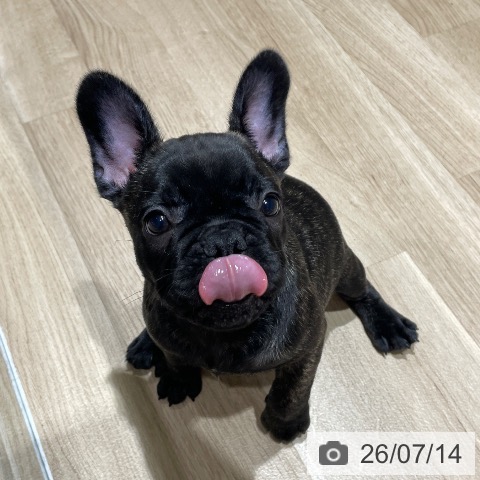 フレンチ・ブルドッグの写真