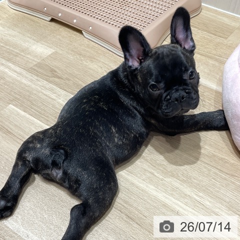 フレンチ・ブルドッグの写真