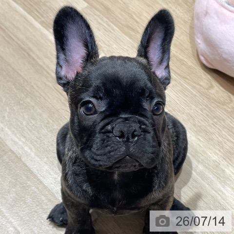 フレンチ・ブルドッグの写真