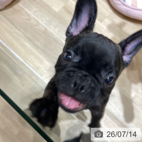 フレンチ・ブルドッグの写真