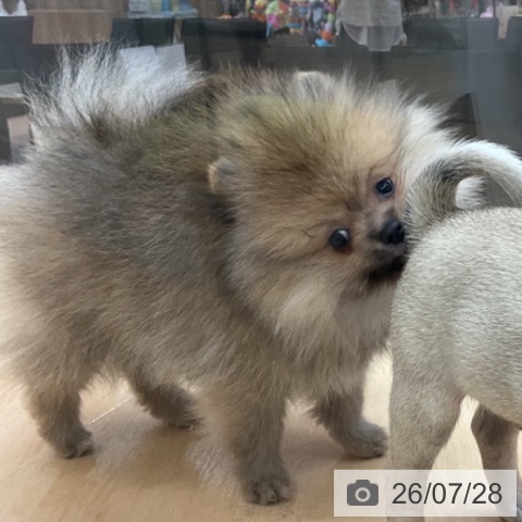 ポメラニアンの写真