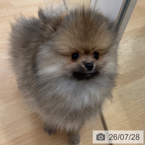 ポメラニアンの写真