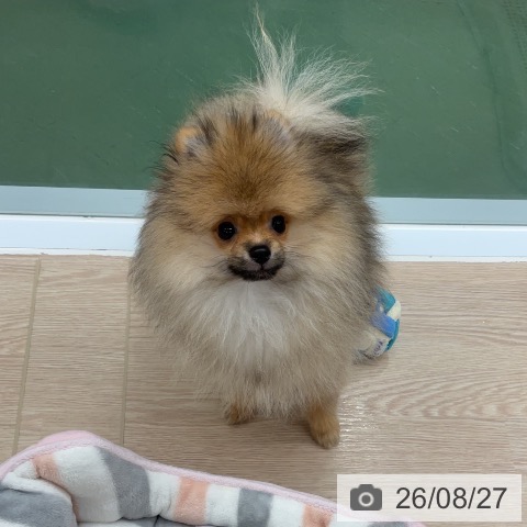 ポメラニアンの写真