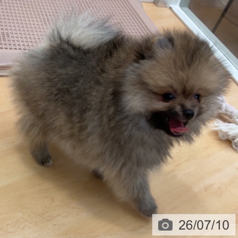 ポメラニアンの写真