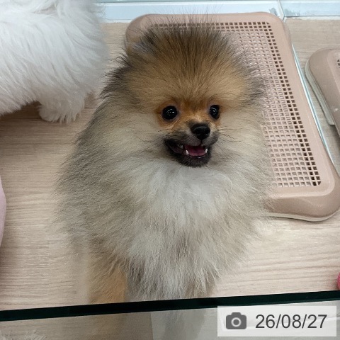 ポメラニアンの写真