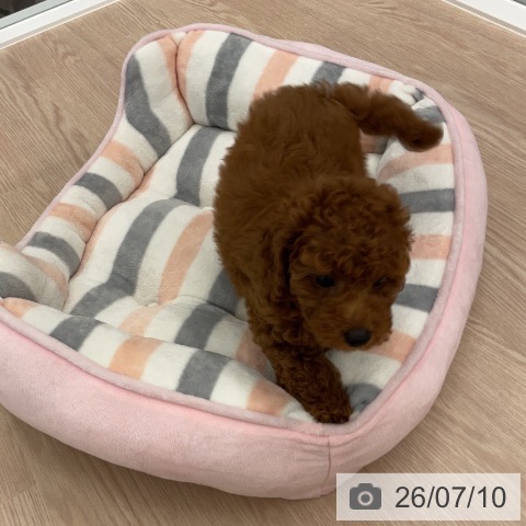 福井県のトイプードル(トイ) (ペットプラス 福井店/2026年5月5日生まれ/男の子/レッド)の子犬の4枚目の画像