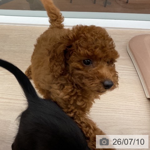 福井県のトイプードル(トイ) (ペットプラス 福井店/2026年5月5日生まれ/男の子/レッド)の子犬の3枚目の画像