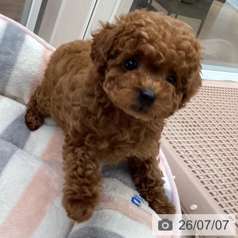 石川県のトイプードル(トイ) (ペットプラス 白山店/2026年5月5日生まれ/女の子/レッド)の子犬の3枚目の画像
