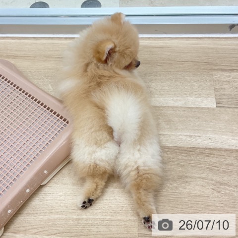 ポメラニアンの写真