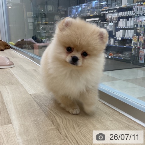 ポメラニアンの写真