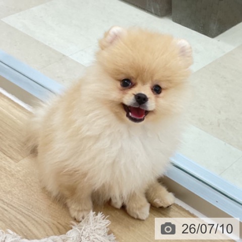 ポメラニアンの写真