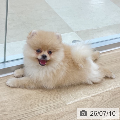 ポメラニアンの写真