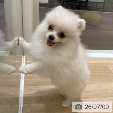 ポメラニアンの写真