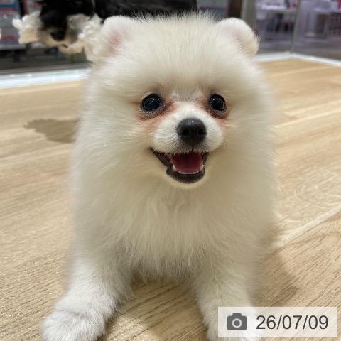 ポメラニアンの写真