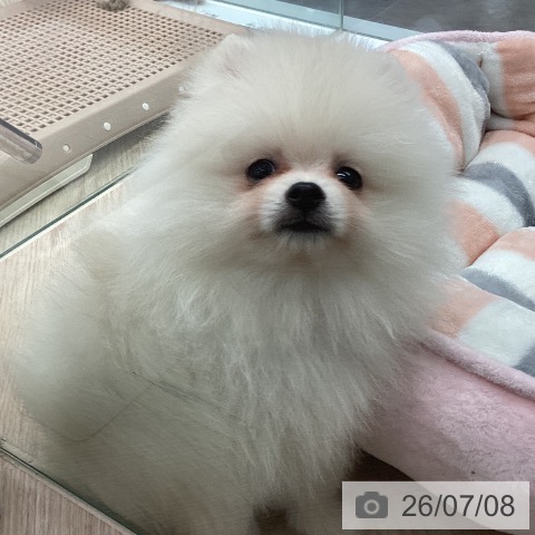 ポメラニアンの写真