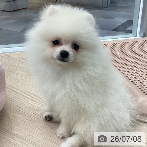 ポメラニアンの写真