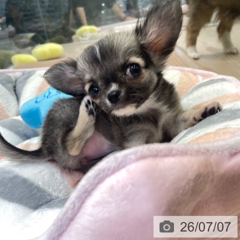 富山県のチワワ(ロング) (ペットプラス 高岡店/2026年5月3日生まれ/女の子/フォーンセーブル)の子犬の4枚目の画像