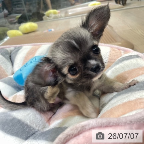 富山県のチワワ(ロング) (ペットプラス 高岡店/2026年5月3日生まれ/女の子/フォーンセーブル)の子犬の3枚目の画像