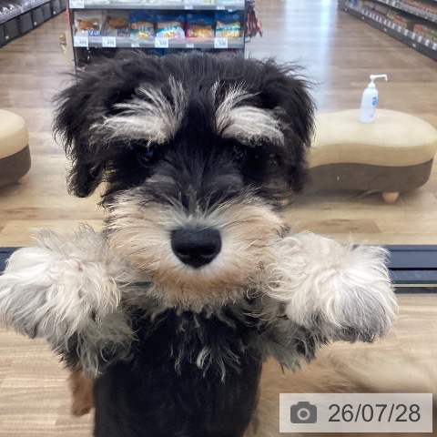 茨城県のミニチュアシュナウザー (ペッツワン つくば店/2026年5月2日生まれ/男の子/ブラックシルバー)の子犬の4枚目の画像