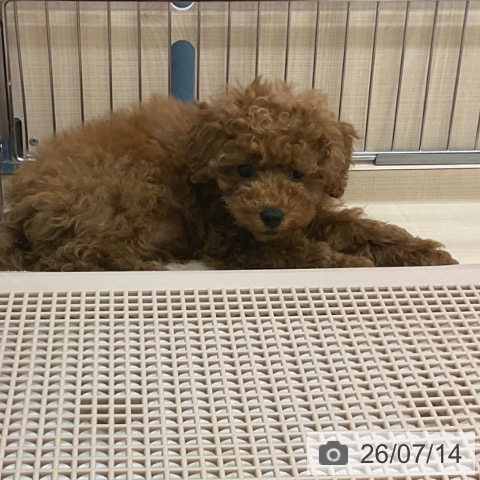 三重県のトイプードル(トイ) (ペッツワン 桑名店/2026年4月30日生まれ/男の子/レッド)の子犬の3枚目の画像