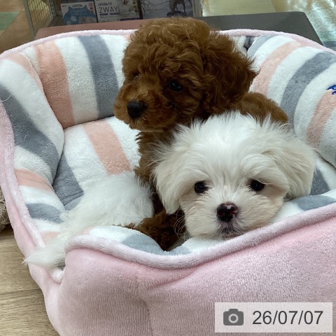 愛知県のマルチーズ (ペットプラス 千音寺店/2026年5月2日生まれ/男の子/ホワイト)の子犬の4枚目の画像