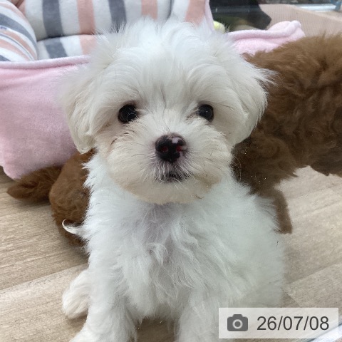 愛知県のマルチーズ (ペットプラス 千音寺店/2026年5月2日生まれ/男の子/ホワイト)の子犬の3枚目の画像