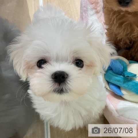 三重県のマルチーズ (ペットプラス 鈴鹿店/2026年5月2日生まれ/女の子/ホワイト)の子犬の3枚目の画像