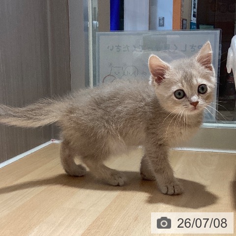 鹿児島県のブリティッシュショートヘアー (ペットプラス 姶良店/2026年4月26日生まれ/男の子/ライラックタビー)の子猫の4枚目の画像