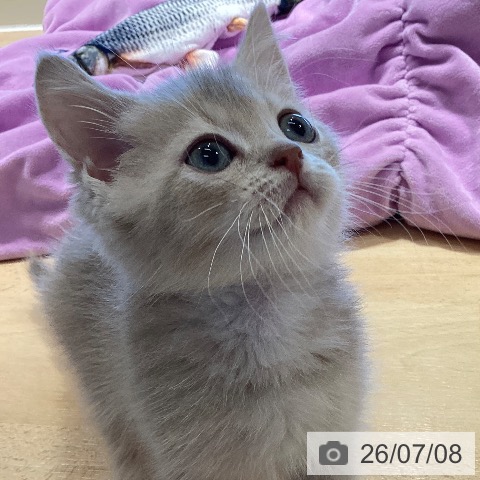 鹿児島県のブリティッシュショートヘアー (ペットプラス 姶良店/2026年4月26日生まれ/男の子/ライラックタビー)の子猫の3枚目の画像