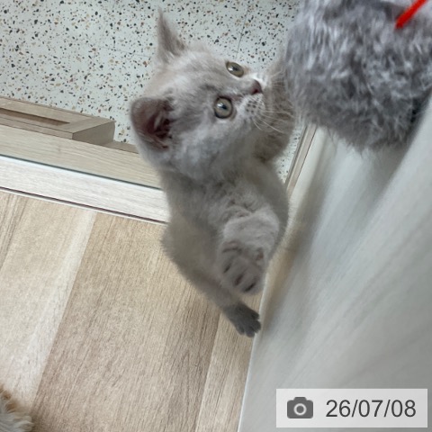 福岡県のブリティッシュショートヘアー (ペットプラス ららぽーと福岡店/2026年5月1日生まれ/女の子/ライラック)の子猫の3枚目の画像