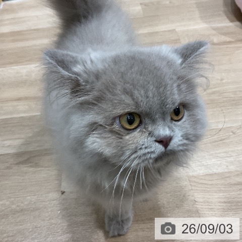 ブリティッシュロングヘアの写真