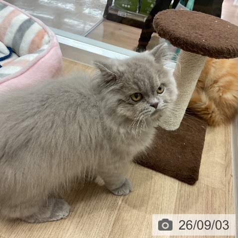 ブリティッシュロングヘアの写真