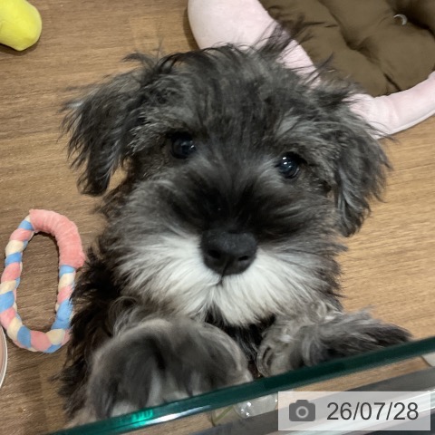 神奈川県のミニチュアシュナウザー (ペッツワン 小田原店/2026年5月7日生まれ/男の子/ソルトペッパー)の子犬の4枚目の画像