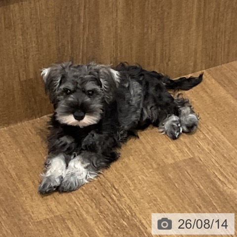 神奈川県のミニチュアシュナウザー (ペッツワン 小田原店/2026年5月7日生まれ/男の子/ソルトペッパー)の子犬の4枚目の画像