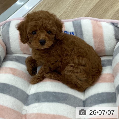 愛知県のトイプードル(トイ) (ペットプラス 千音寺店/2026年5月7日生まれ/男の子/レッド)の子犬の4枚目の画像