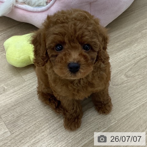 愛知県のトイプードル(トイ) (ペットプラス 千音寺店/2026年5月7日生まれ/男の子/レッド)の子犬の3枚目の画像