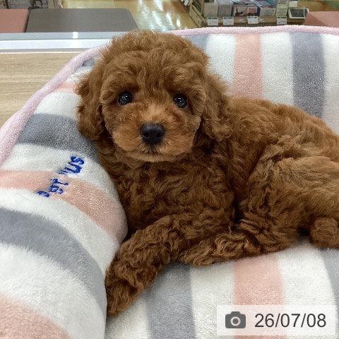 愛知県のトイプードル(トイ) (ペットプラス 千音寺店/2026年5月7日生まれ/男の子/レッド)の子犬の3枚目の画像