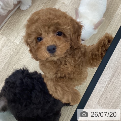 愛知県のトイプードル(トイ) (ペットプラス 千音寺店/2026年5月7日生まれ/男の子/レッド)の子犬の3枚目の画像