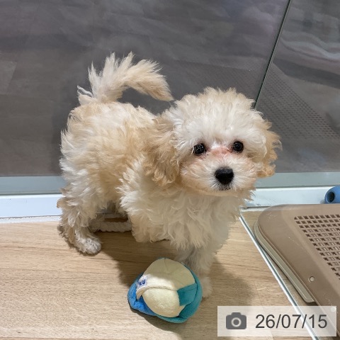 愛知県のトイプードル(トイ) (ペットプラス イオンモール豊川店/2026年5月7日生まれ/女の子/ペールフォーン)の子犬の4枚目の画像