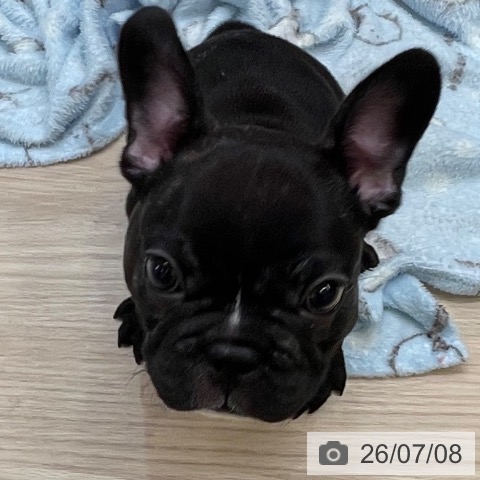 フレンチ・ブルドッグの写真
