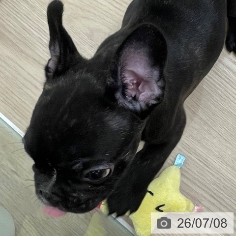 フレンチ・ブルドッグの写真