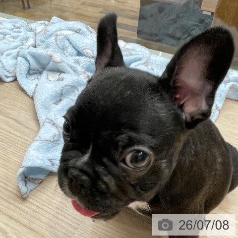 フレンチ・ブルドッグの写真